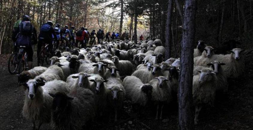 Bycicle Race 26-27.11.2011.